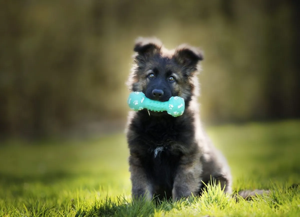 Capa: Baixar Brinquedo Bom Pra Cachorro: Curso Completo 2021 – Download Rápido