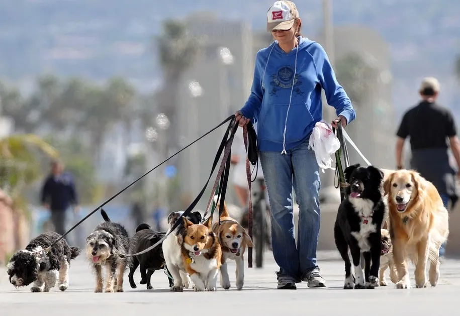 Capa: Curso Dog Walker Walker Dog: Baixe Agora!