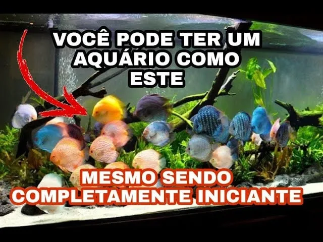 Capa: Baixar Aquarista de Sucesso com Marcos Alvarenga em 2024