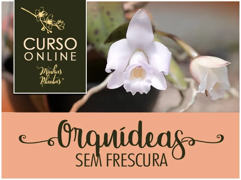 Capa: Orquídeas Sem Frescura – Baixe o Curso Completo!